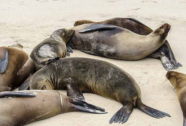 Lobo Marino - isla Santa Fé - islas Galápagos - Ecuador 07.jpg